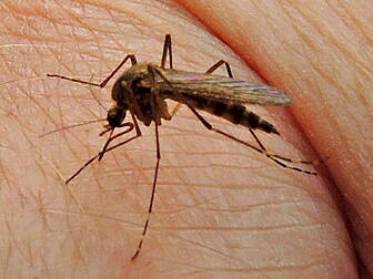 Genes lead to mosquito bites